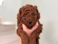 Toypoodle Yavrular 