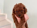 Toypoodle Yavrular 