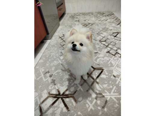 Tüm aşıları tamam eşyaları ile veriyorum