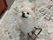 Tüm aşıları tamam eşyaları ile veriyorum