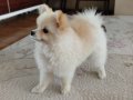 9 Aylık Pomeranian Boo Küçük Irk Erkek Köpek