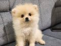 Kıpır Kıpır İki aylık Dişi Pomeranian