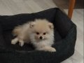 Kıpır Kıpır İki aylık Dişi Pomeranian