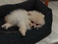 Kıpır Kıpır İki aylık Dişi Pomeranian
