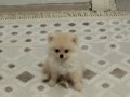 Kıpır Kıpır İki aylık Dişi Pomeranian