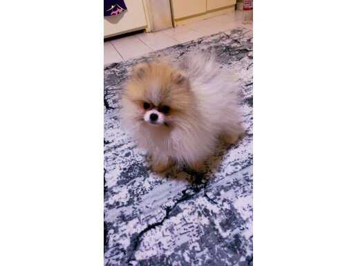 Pomeranian boo mini