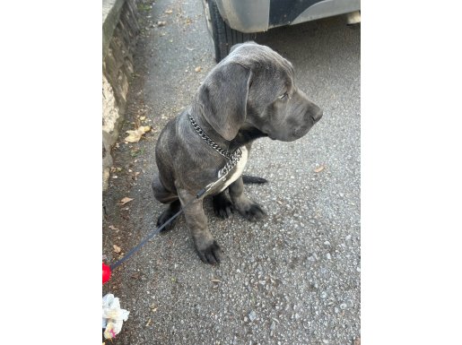 Bluebrindle Erkek özel bi yavrudur 