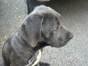 Bluebrindle Erkek özel bi yavrudur 