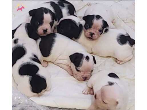 FRENCH BULLDOG YAVRULARIMIZ SAFKAN