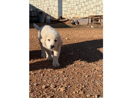 4 dişi 1 erkek 2.5 aylık yavrular 