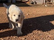 4 dişi 1 erkek 2.5 aylık yavrular 