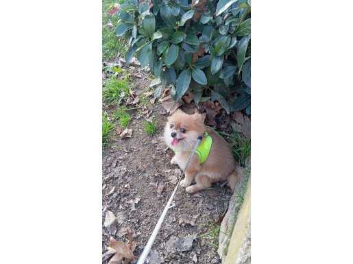 Pomerian boo 4 aylık dişi 