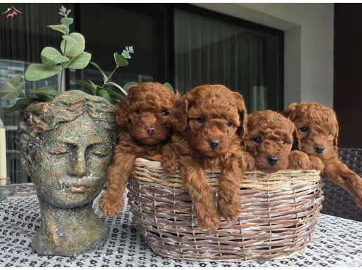 Evde bakılan harika kore kan yavrular..