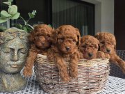 Evde bakılan harika kore kan yavrular..