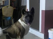 SAFKAN AMERİKAN AKİTA 5 AYLIK DİŞİ