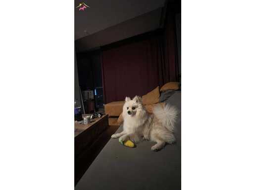 POMERİAN TİLKİ, şartlarımız bakmaya elverişli olmadığı için