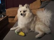 POMERİAN TİLKİ, şartlarımız bakmaya elverişli olmadığı için