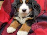 BELÇİKA BERNESE YAVRULARI(VETERİNER HEKİM SAHİPLENDİRMESİ)