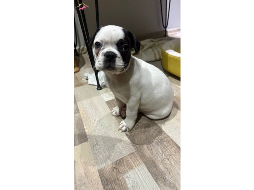French bulldog sahiplendirme 