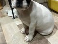 French bulldog sahiplendirme 