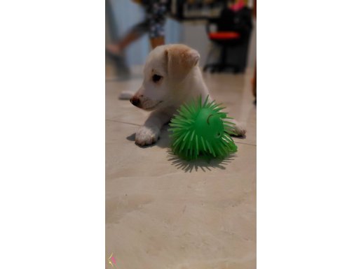  Yunan köpeği kokoni