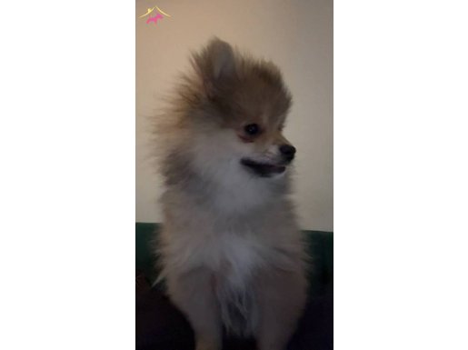 3 aylık pomeranian 