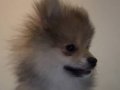 3 aylık pomeranian 