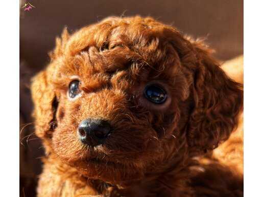 Toy Poodle yavruları- sevgi dolu yuvalarını arıyor 