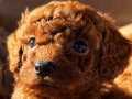 Toy Poodle yavruları- sevgi dolu yuvalarını arıyor 