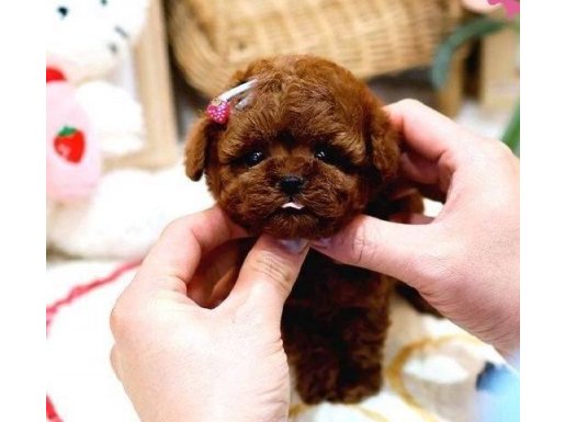 Kore toy Poodle sevimli bebeklerimiz