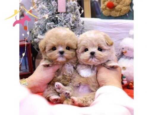 Kore Matipo bebeklerimiz 