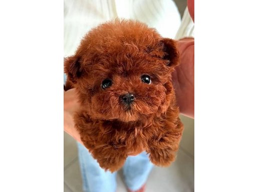 dünyanın en güzeli toy Poodle bebişlerimiz