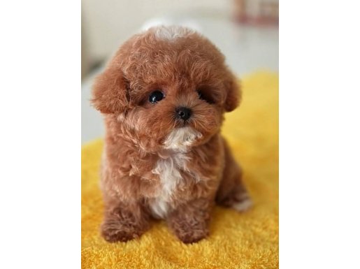 Kore bebeğimiz Maltipoo