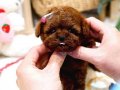 Kore toy Poodle sevimli bebeklerimiz