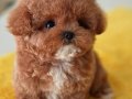 Kore bebeğimiz Maltipoo