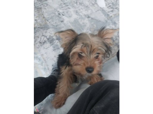 3.5 aylık sevimli hareketlı ve sağlığı iyi