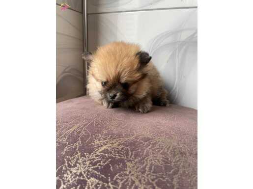 Tilki surat pomerian 1.5 aylık 4 adet 