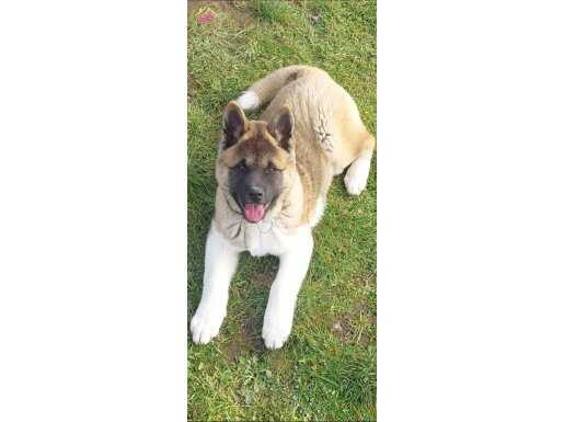 Erkek Amerikan Akita [Eğitimli] 4 ay 20 günlük