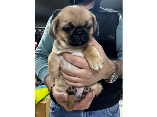 2 aylık dişi erkek İç dış parazitler var 