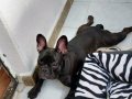 6.5 aylik disi frenc buldog