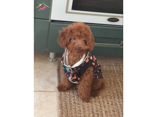 4 AYLIK DİŞİ TOY POODLE AŞILARI TAM