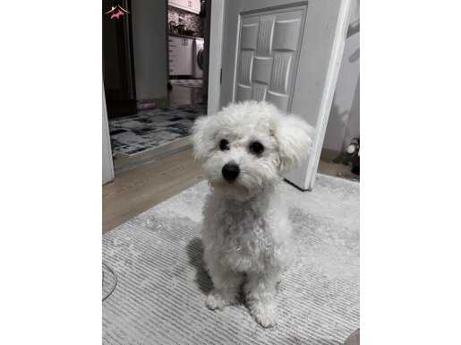 4 aylık bichon frieze