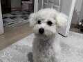 4 aylık bichon frieze