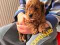 Safkan Toy poodle Red erkek 60 günlük sevecen, zeki ve oyunc
