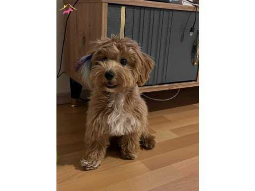 7 aylık maltipo dost canlısı