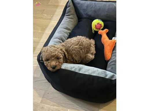 Köpeğimize Yuva Arıyoruz