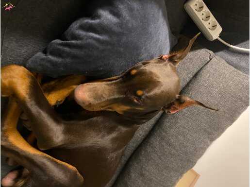 5.5 aylık doberman köpeğimize yeni yuva arıyoruz