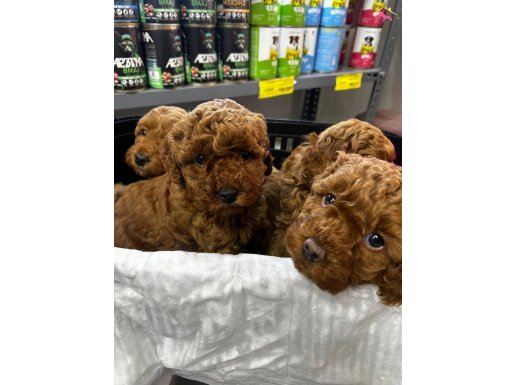 Annelerin Altında Poodle Bebekler