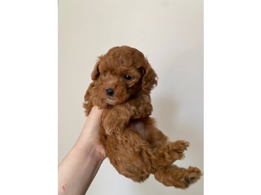 Kahverengi ve apricot poodle yavrular (anne baba 4 kg)