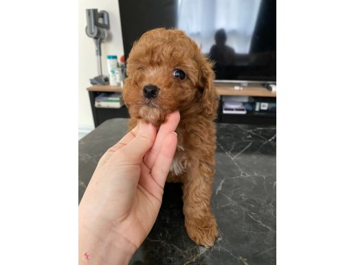 Kendi Köpeğimden Red Brown toy poodle yavru (erkek)